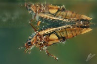 Potapnik vroubeny - Dytiscus marginalis - Great Diving Beetle 5197